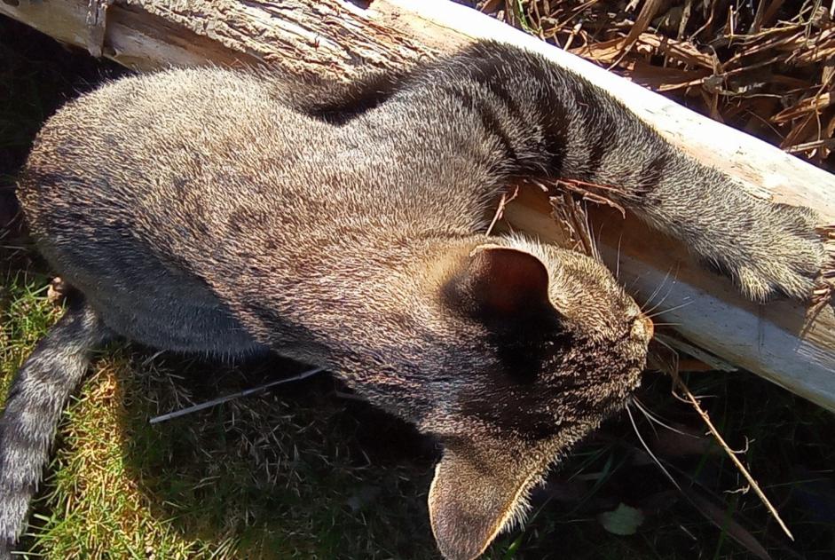 Vermisstmeldung Katze rassenmischung Männliche , 4 jahre Trégueux Frankreich