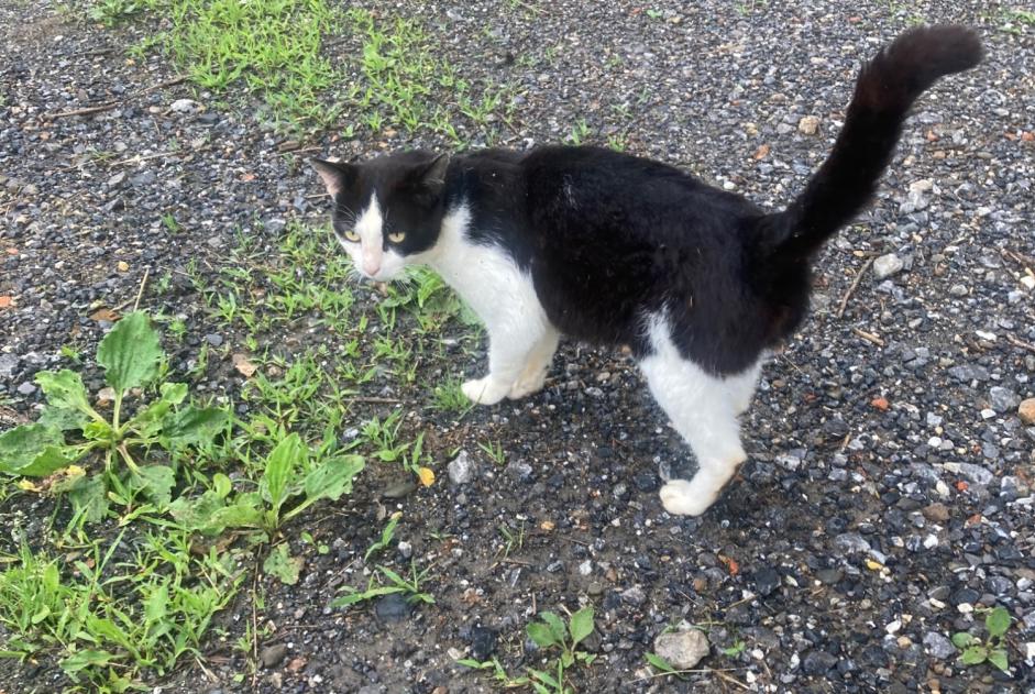 Discovery alert Cat Male Ayherre France