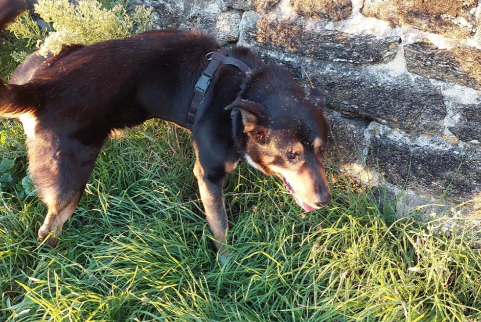 Discovery alert Dog miscegenation Male Saint-Nazaire France