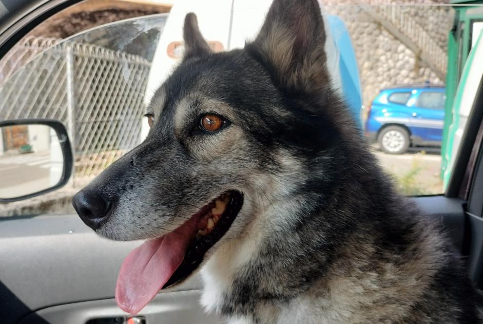 Alerta de Hallazgo Perro  Hembra Lavans-lès-Saint-Claude Francia