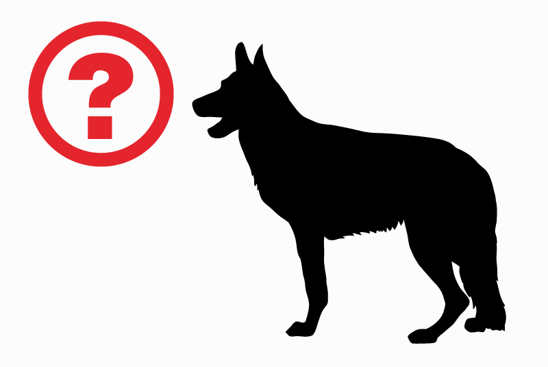 Discovery alert Dog miscegenation Female Olonzac France