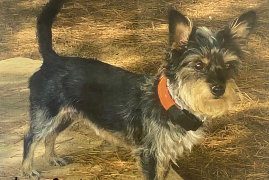 Avviso scomparsa Cane  Femmina , 8 anni Saint-Mars-de-Coutais Francia