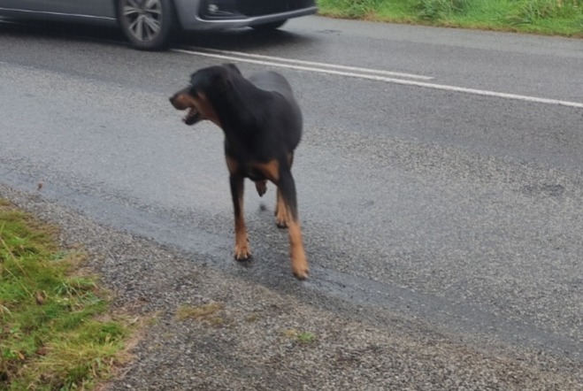 Avviso Ritrovamento Cane  Maschio Lavau-sur-Loire Francia