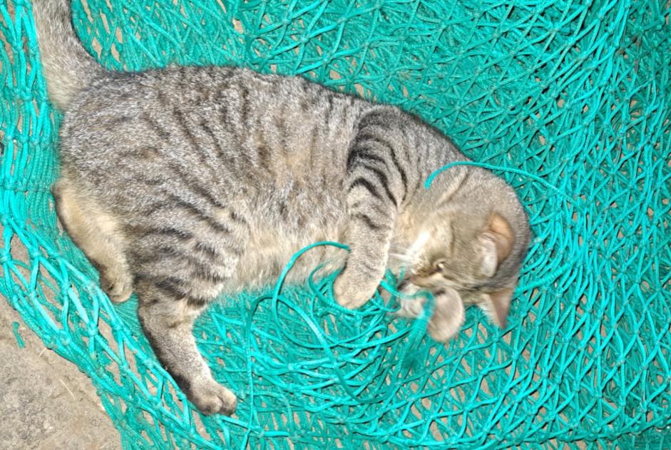 Avviso scomparsa Gatto incrocio di razze Maschio , 4 anni Plonéour-Lanvern Francia