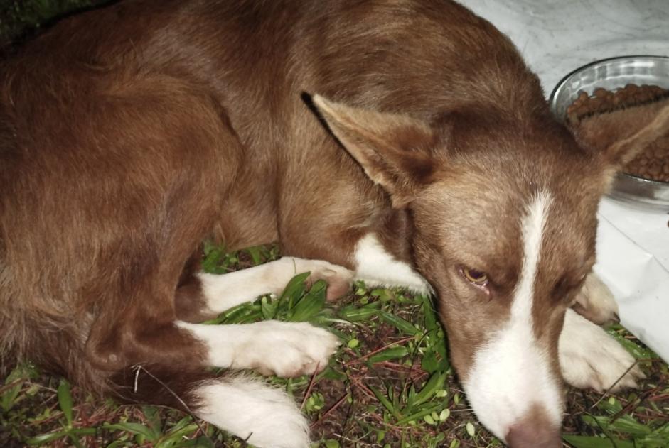 Alerta descoberta Cão Fêmea Sainte-Gemme-Martaillac France